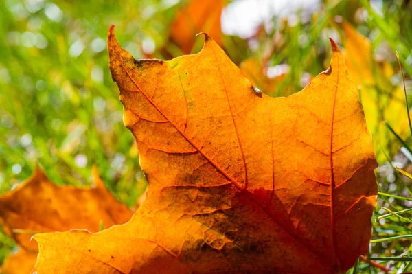 Fotografía de otoño, hojas rojo-amarillas en el césped. Esta belleza-f — Foto de Stock