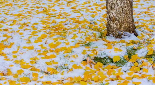 První sníh, pozdní podzim, podzimní listí na sněhu. Sněžení — Stock fotografie