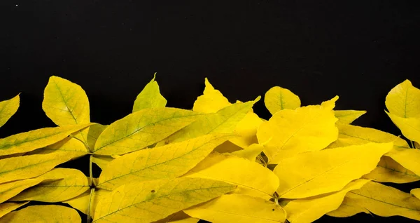 Herfst fotografie, esdoorn bladeren op een zwarte achtergrond, plaats voor — Stockfoto