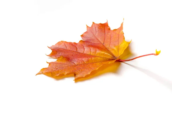 Peinture d'automne, Feuilles d'érable d'automne, Feuille solitaire sur bac blanc — Photo