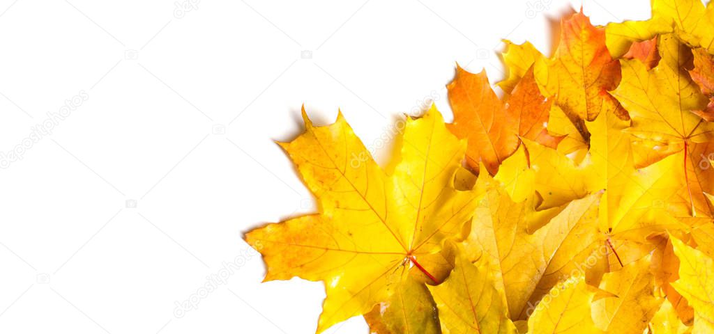 Autumn painting, Autumn maple leaves, Solitary leaf on white bac