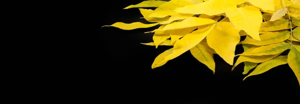Autumn photography, maple leaves on a black background, place fo — Stock Photo, Image