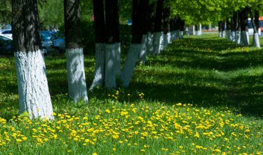 Doku, arka plan, desen, çim çim, yeşil doymuş