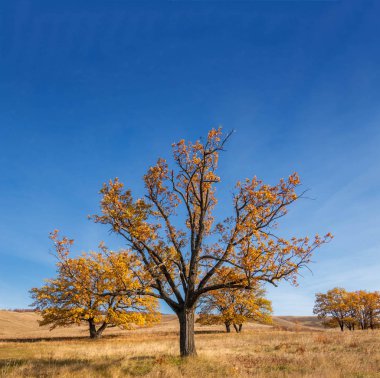 Sonbahar fotoğrafı, güzel bir arka planda yalnız meşe ağacı.