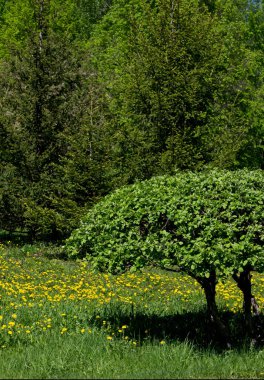 Doku, arka plan, desen, çim çim, yeşil doymuş