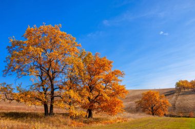 Sonbahar manzarası, yaprak döken ağaçlar çok renkli çeltiklerle kaplı.