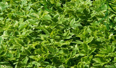 Doku, arka plan, desen, çim çim, yeşil doymuş