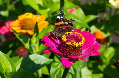 Zinnia çiçeği Güneybatı Birimi 'nin çalılıklarında yetişir.