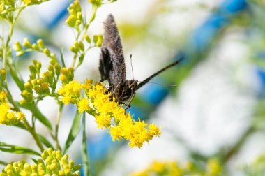  Solidago 'nun çiçekleri genelde kuzeyden gelir. 