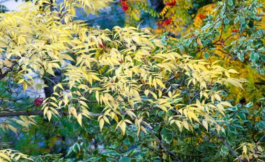 doku, arka plan, desen, sonbahar yaprakları, parlak doymuş co