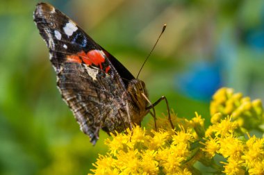  Solidago 'nun çiçekleri genelde kuzeyden gelir. 