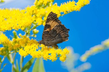  flower of Solidago commonly called goldenrods comes from North  clipart