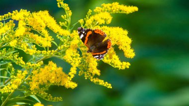  Solidago 'nun çiçekleri genelde kuzeyden gelir. 