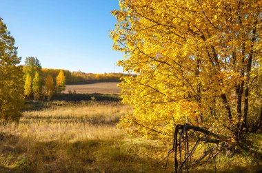 Sonbahar panoraması, ormandaki ağaçlar, muhbirin park alanı.