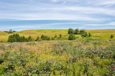Yaz manzarası, vadi, çim filizi, karışık otlar. İğne ağaçları