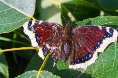 Nymphalis antiopa, Kuzey Amerika 'da yas pelerini olarak bilinir. 