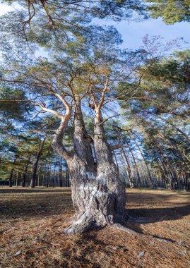 Sonbahar panoraması, ormandaki ağaçlar, muhbirin park alanı.