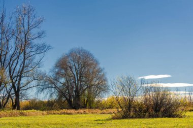 Sonbahar panoraması, ormandaki ağaçlar, muhbirin park alanı.