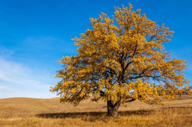 Sonbahar fotoğrafı, güzel bir arka planda yalnız meşe ağacı.