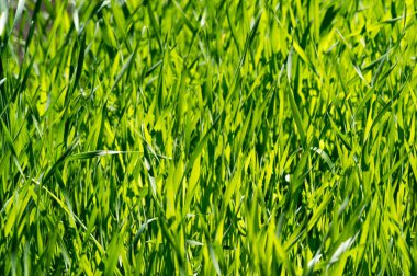 Çimler yeşil, çimenler kırpılmamış, genç filizler