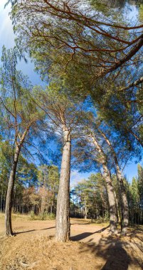 Sonbahar panoraması, ormandaki ağaçlar, muhbirin park alanı.