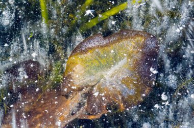 Doku deseni arka plan beyaz Kış, nehir buz hava kabarcıkları s