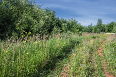 Yaz fotoğrafçılığı. Ormanı temizliyorum. Fo 'da boşluk aç