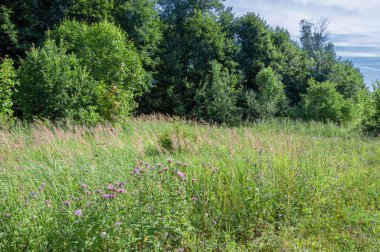 Yaz fotoğrafçılığı. Ormanı temizliyorum. Fo 'da boşluk aç