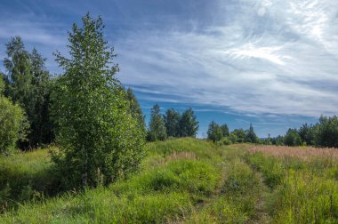 Yaz fotoğrafçılığı. Ormanı temizliyorum. Fo 'da boşluk aç