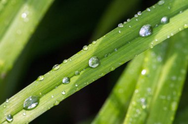 Yaz yağmurundan sonra çimenlerin üzerine bir damla su damlatır.
