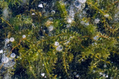 Doku deseni arka plan beyaz Kış, nehir buz hava kabarcıkları s