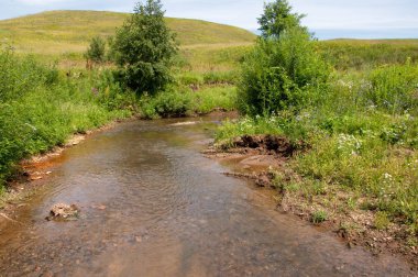 Yaz manzarası, vadi, çim filizi, karışık otlar. İğne ağaçları