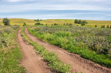 Yaz manzarası, vadi, çim filizi, karışık otlar. İğne ağaçları