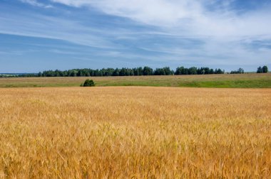 Yaz fotoğrafçılığı. Buğday tarlası, tahıl bitkisi, 