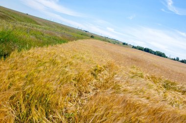 Yaz fotoğrafçılığı. Buğday tarlası, tahıl bitkisi, 
