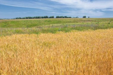 Yaz fotoğrafçılığı. Buğday tarlası, tahıl bitkisi, 