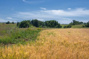 Yaz fotoğrafçılığı. Buğday tarlası, tahıl bitkisi, 
