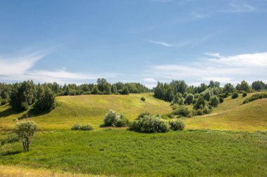 Yaz manzarası, vadi, çim filizi, karışık otlar. İğne ağaçları