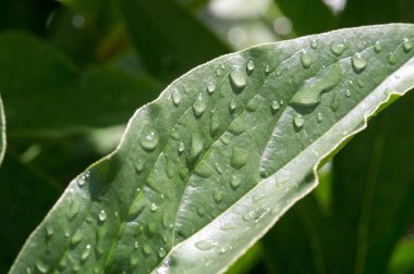 Yaz yağmurundan sonra çimenlerin üzerine bir damla su damlatır.