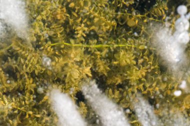 Doku deseni arka plan beyaz Kış, nehir buz hava kabarcıkları s