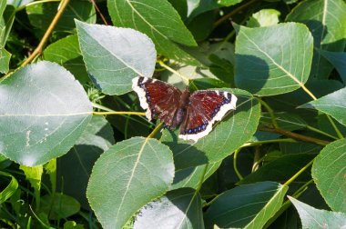 Nymphalis antiopa, Kuzey Amerika 'da yas pelerini olarak bilinir. 