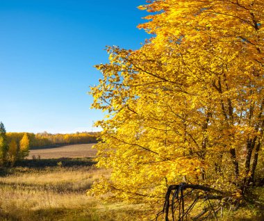 Sonbahar panoraması, ormandaki ağaçlar, muhbirin park alanı.