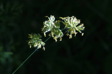 Güneşteki çayır otları 