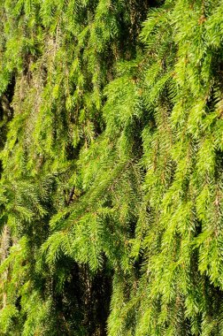 Parkta büyüyen Noel ağacı dalları. büyük bir kamu gree