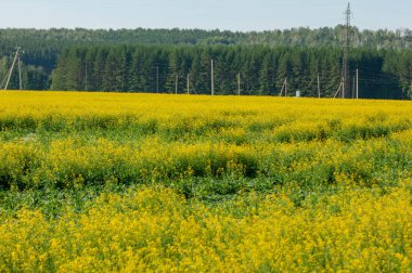 Canola Fransa, Belçika, Usa ve Hollanda 'da yaygın olarak yetişmektedir.,
