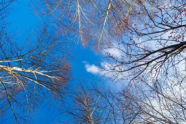 Höstpanorama, träd i skogen, i parken området ci — Stockfoto