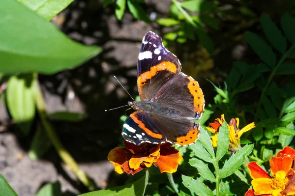 Vanessa atalanta, a vörös admirális, vagy korábban a vörös admirális. — Stock Fotó