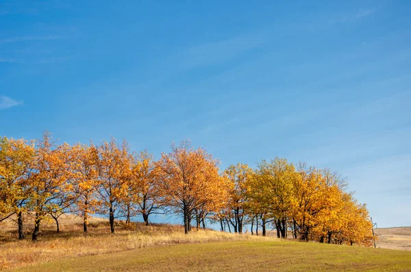 Осінній пейзаж, листяні дерева, покриті різнокольоровим слоном — стокове фото