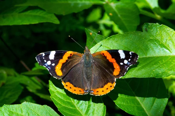 Vanessa Atlanta, den röda amiralen eller tidigare, den röda beundraren — Stockfoto