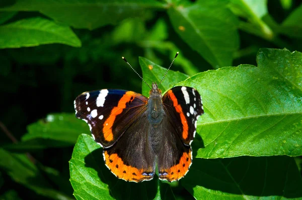 Vanessa atalanta, the red admiral or previously, the red admirab — Stock Photo, Image